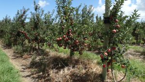 Histórico: tres mujeres rurales en los principales cargos directivos de la Confederación Granjera del Uruguay