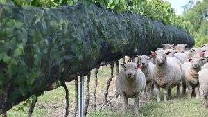 La lista de beneficios que permite el pastoreo con ovinos en viñedos y detalles del manejo validado por INIA