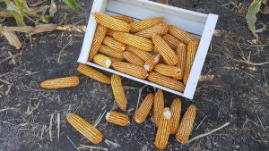 La agricultura puede fortalecer su aporte a sistemas agroalimentarios con mejoras de productividad